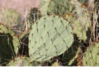 photo texture of cactus